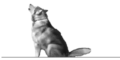 heulender hund